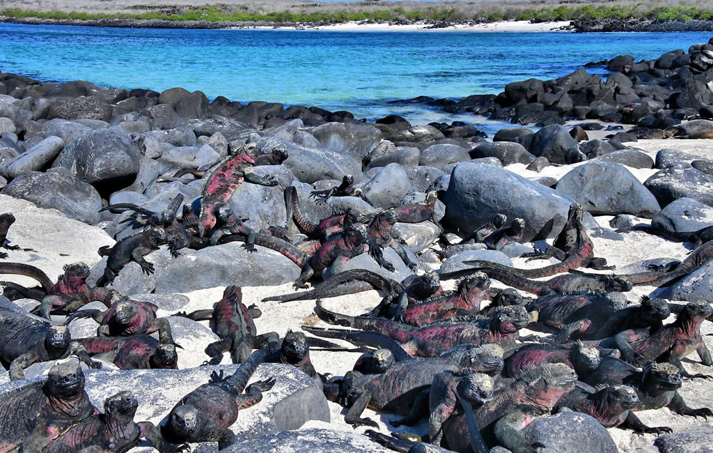 Tour Isla Española