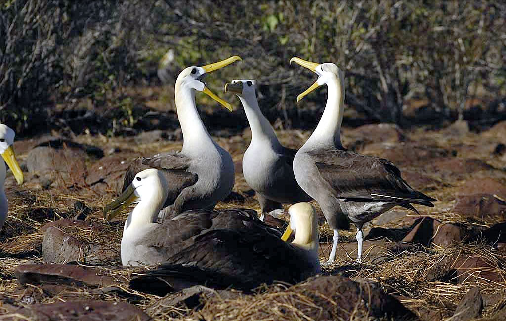 Tour Isla Española